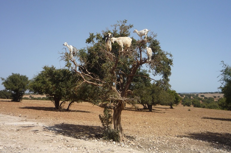 モロッコのヤギがなる木・アルガンツリー